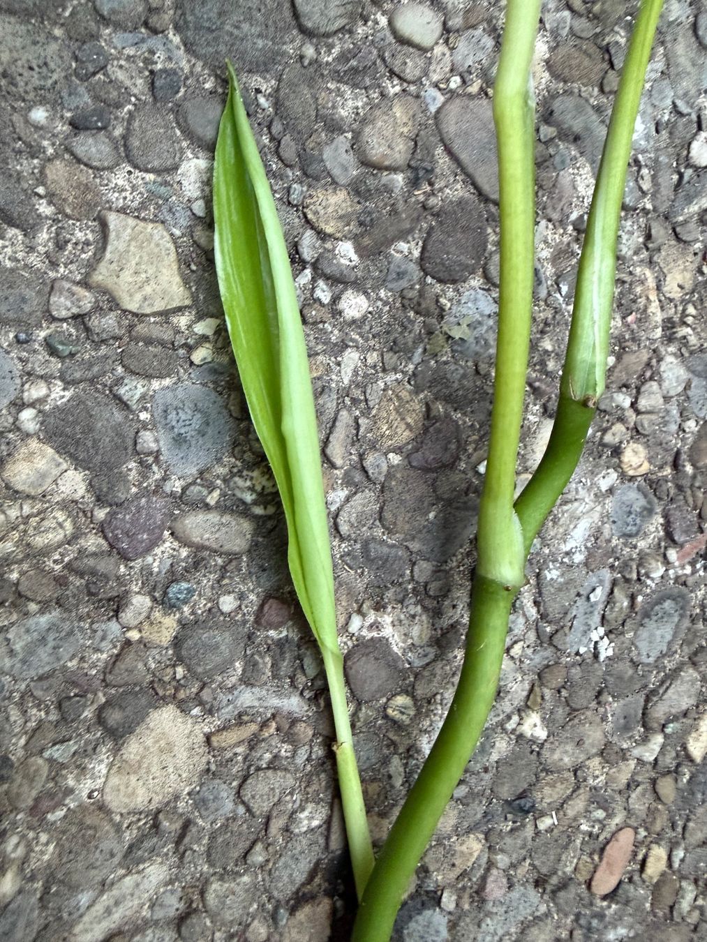 Pflanzen & Samen: Epipremnum amplissimum Silver Leaf gut bewurzelter Steckling – Neu (gemäss Beschreibung) aus Winterthur von Aniger 6