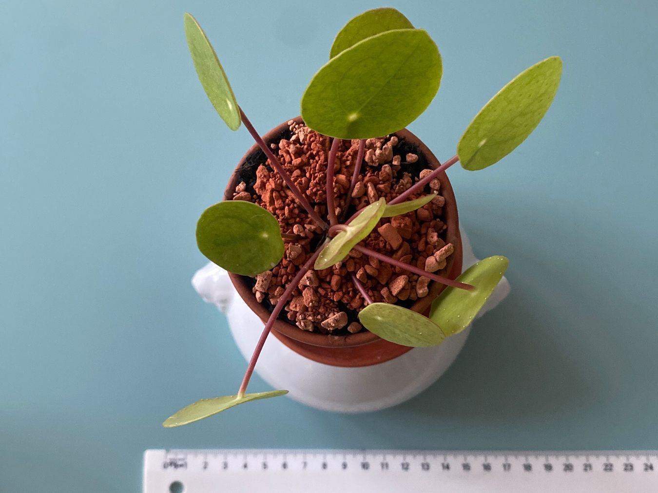 Piante & sementi: Geldbaum/ Dollar Jungpflanze/ Pilea 3 – Nuovo (secondo la descrizione) da Zürich venduto da echt01 3