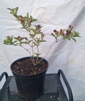 Weigelie blühend, neu im Topf, ideal für den Garten