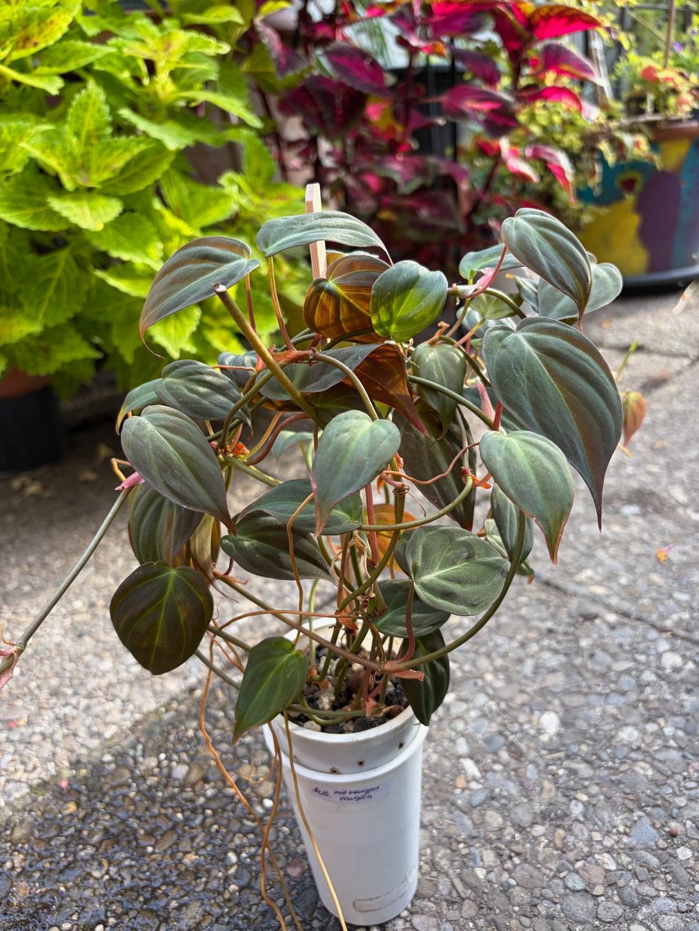 Piante & sementi: Philodendron scandens micans, getopfte Pflanze – Usato da Winterthur venduto da Aniger 1