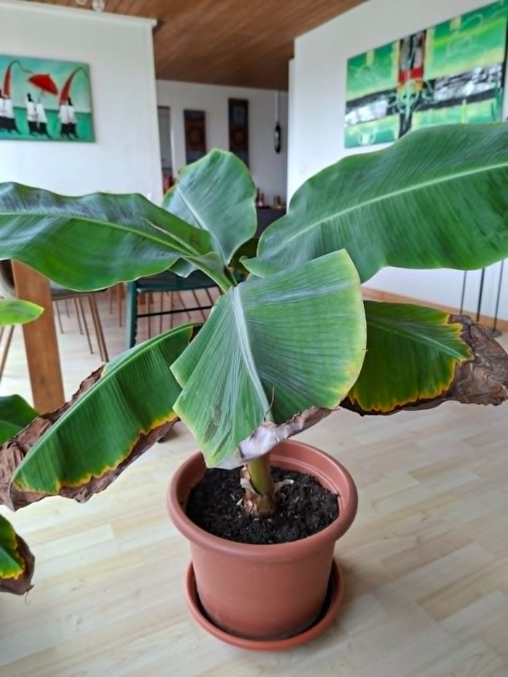 Piante & sementi: Bananenbaum 70 cm – Usato da Bern venduto da Gaebeler
