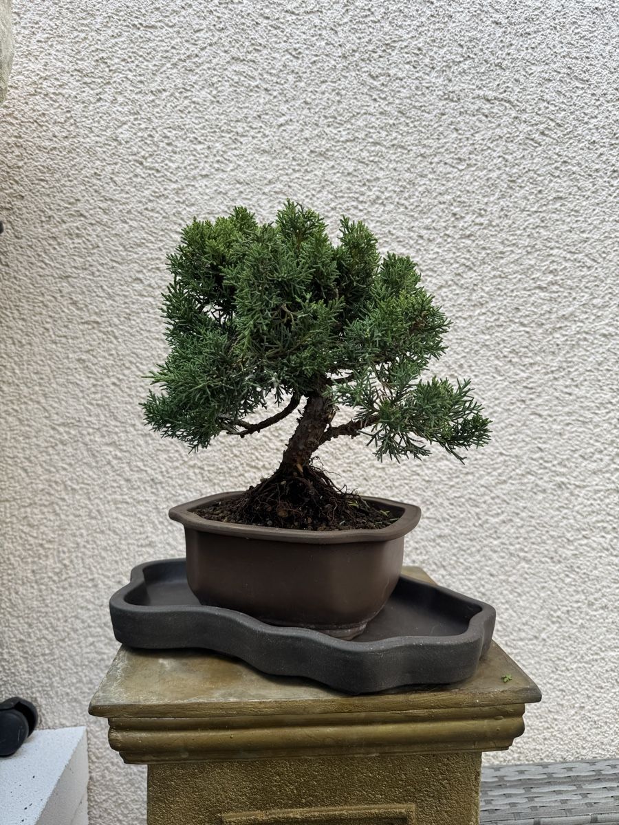 Pflanzen & Samen: Wunderschöner Wacholder Bonsai. – Gebraucht aus Rümlang von Gruseh.ch 2