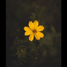 Profile image of Serzenia