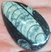Deko – Heilstein L-378 – Orthoceras Fossil – 50x30mm