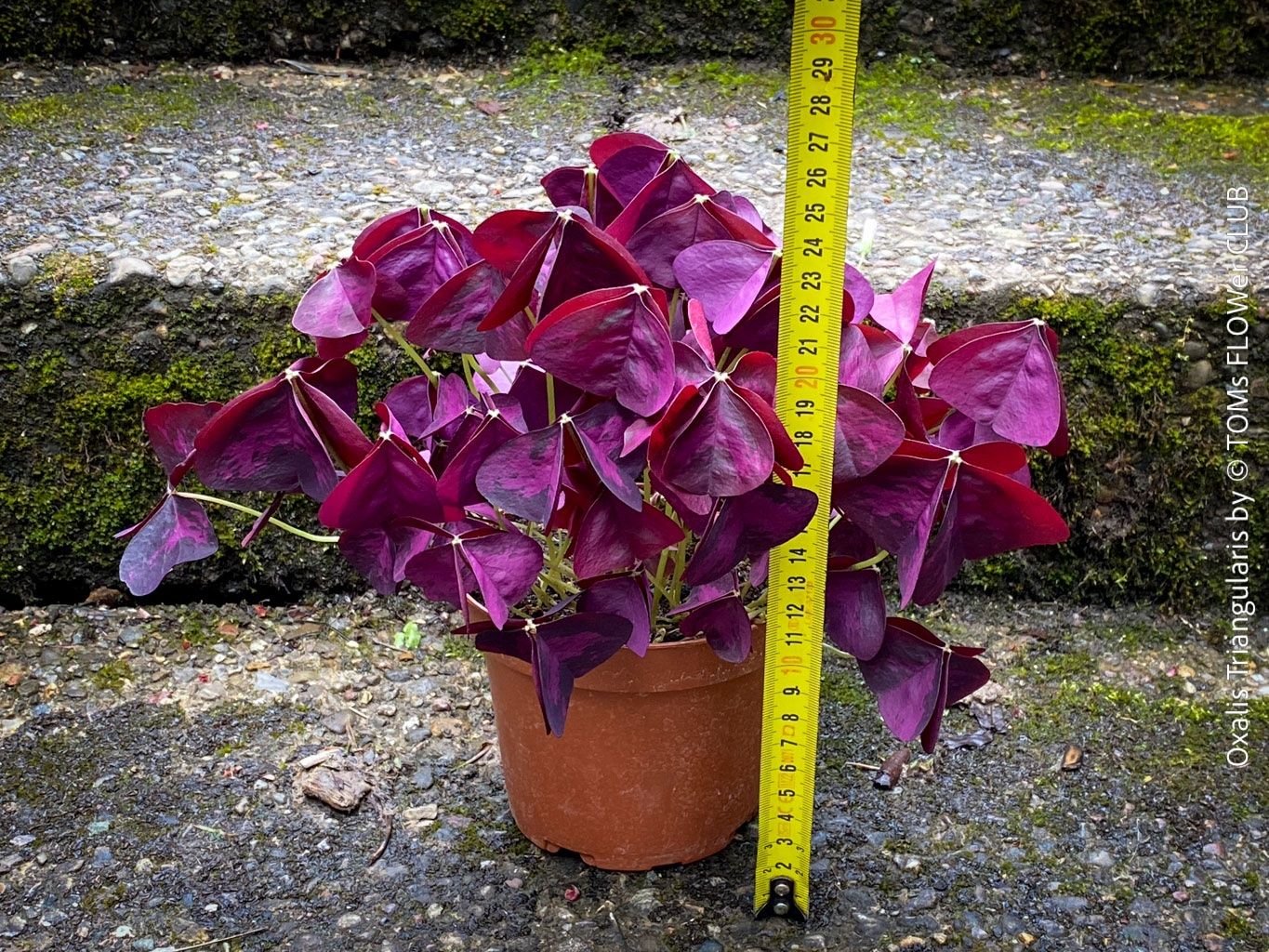 Piante & sementi: Oxalis Triangularis - Glücksklee intensiv Burgundy – Nuovo e nell'imballaggio originale da Adliswil venduto da astom369 3