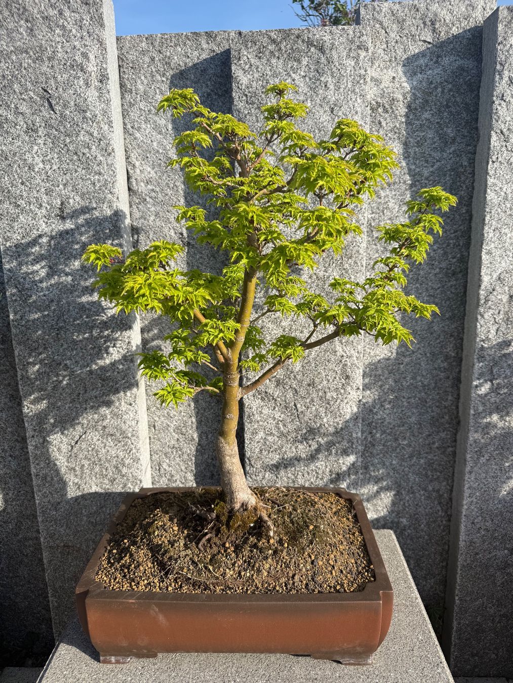 Piante & sementi: Japanischer Ahorn Bonsai – Usato da Bachenbülach venduto da auersandra