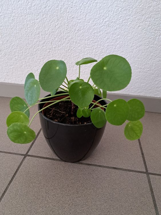 Glückstaler / Pilea peperomioides Kaufen auf Ricardo
