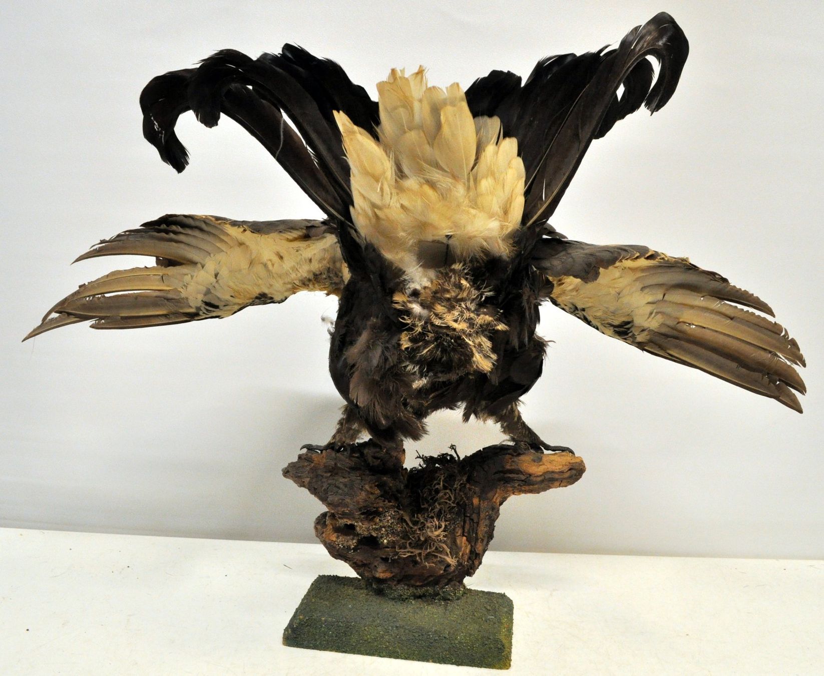 Il mondo degli animali: Tétras lyre naturalisé – Usato da Neuchâtel venduto da Neuchatel 2