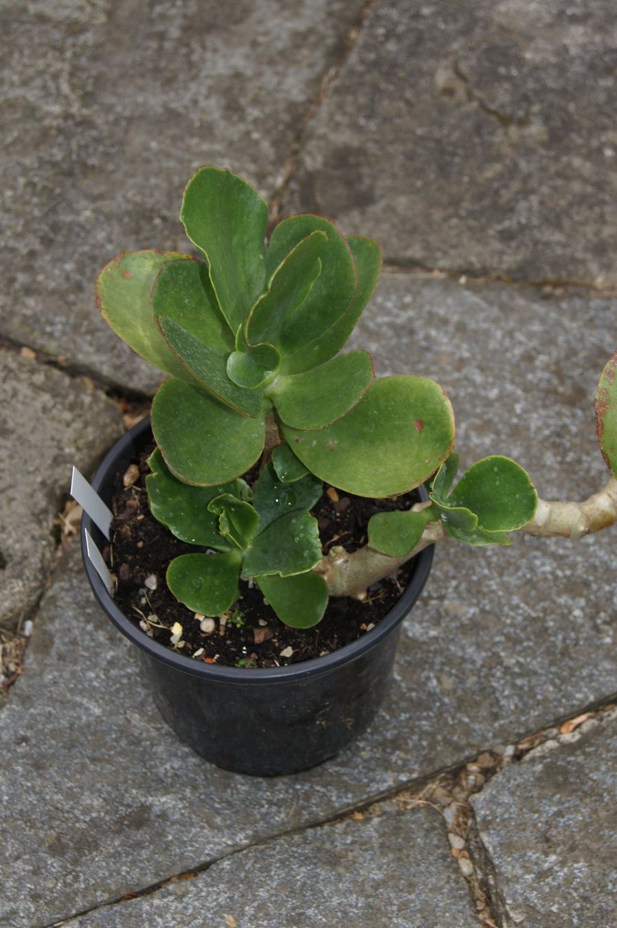 Plantes & graines: Cotyledon orbiculata – Neuf (Voir description) à Geroldswil par botanicals 5