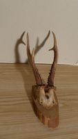 Rehgehörn auf Holzsockel - Dekorative Trophäe für Jäger!