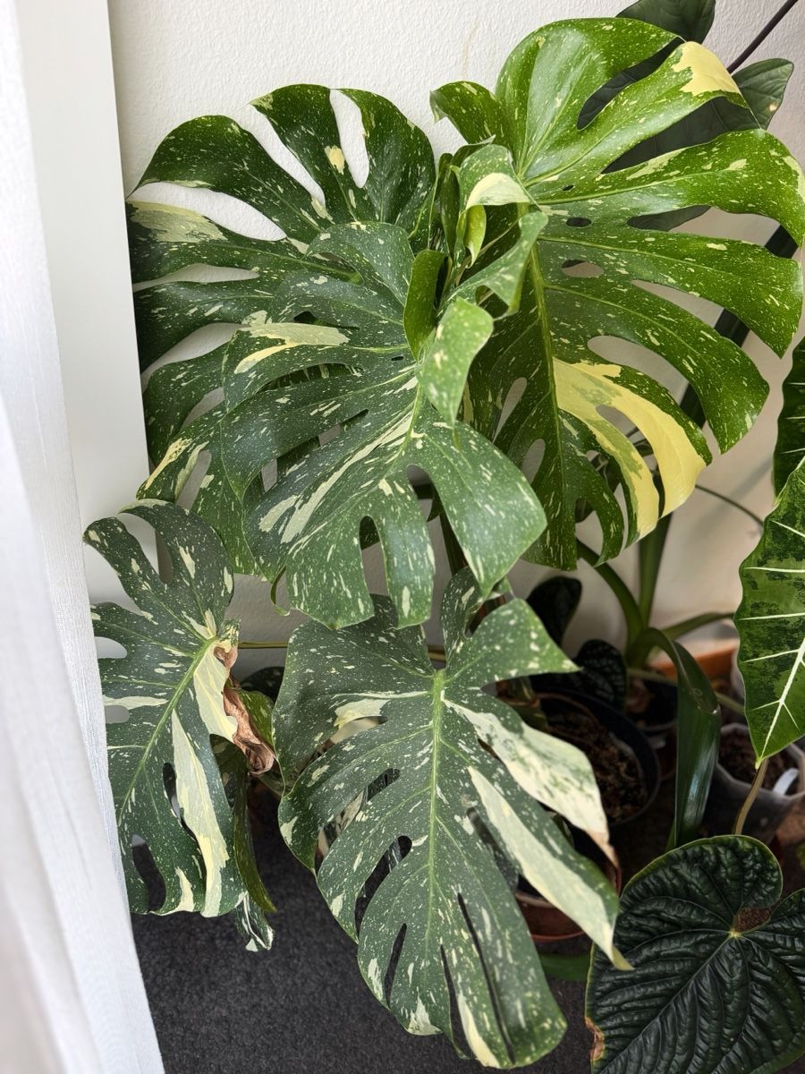 Piante & sementi: Monstera Thai Constellation – Nuovo (secondo la descrizione) da Bern venduto da Lucas_Ma 1