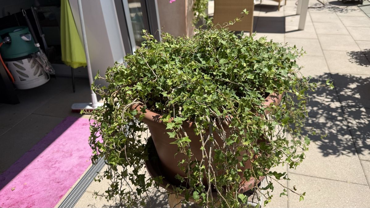 Plantes & graines: Efeu  – D'occasion à Stettlen par Ragnaud 1