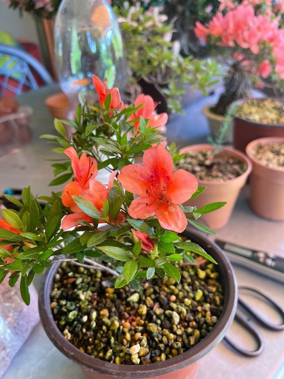 Azalea Satsuki Kaufen auf Ricardo