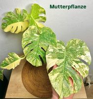 👁️ ULTRA RARE! MONSTERA THAI CON‘ LEGACY MIT TOP GENETIK🔥
