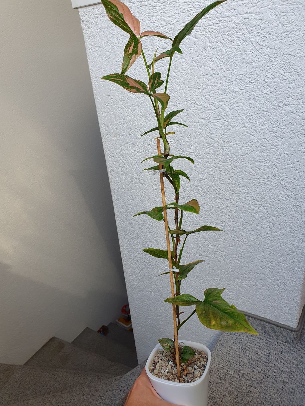 Pflanzen & Samen: Syngonium pink splash – Gebraucht aus Erlinsbach SO von Lea030 4