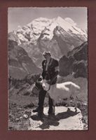 Sur l'Alpe - PAYSAN et CHEVRE - 1952