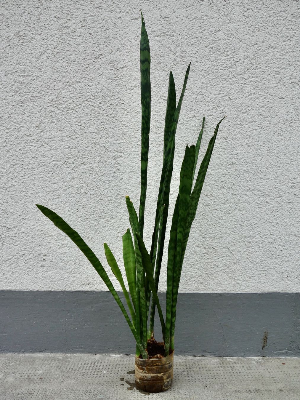Piante & sementi: Bogenhanf Sansevieria Trifasciata – Nuovo (secondo la descrizione) da Kerzers venduto da zimmergruener 1