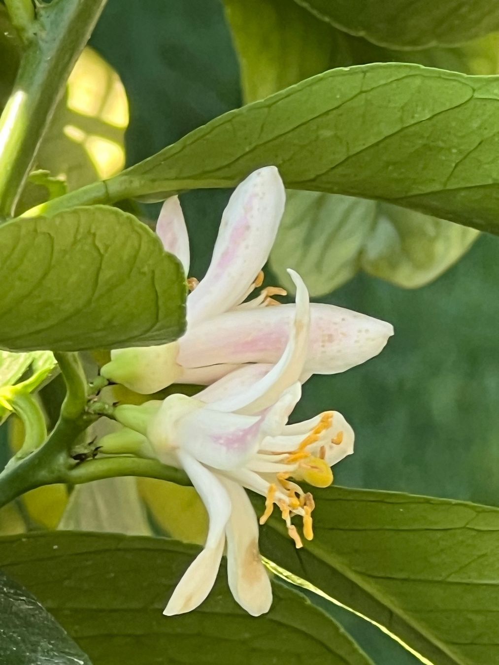 Plantes & graines: dekorativer Zitronenbaum – D'occasion à Grüningen par pie_b8yx 2