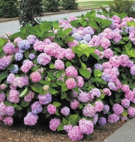 Piante & sementi: Hortensia Hydrangea Macrophylla Magical Revolution H 50 cm – Nuovo e nell'imballaggio originale da Rovio venduto da POSITIFFARTandPLANTS 1