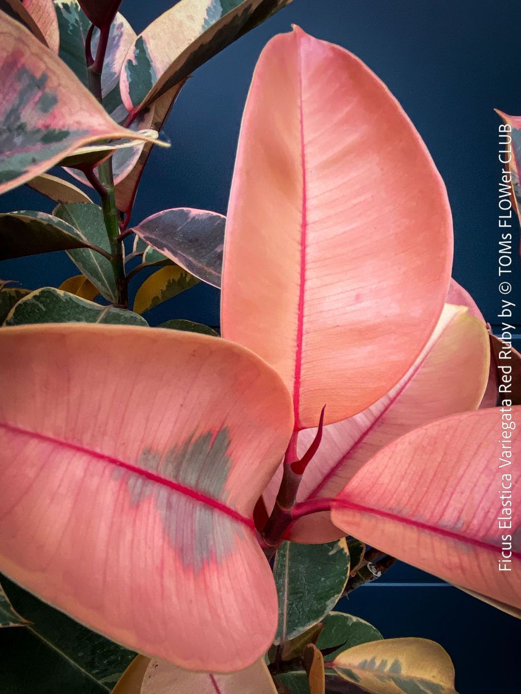Piante & sementi: Ficus Elastica Variegata Red Ruby - rund 140cm Bäumchen – Nuovo e nell'imballaggio originale da Adliswil venduto da astom369 5