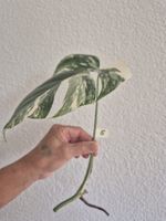 Monstera Ableger Variegata - Seltene Schönheit für Zuhause