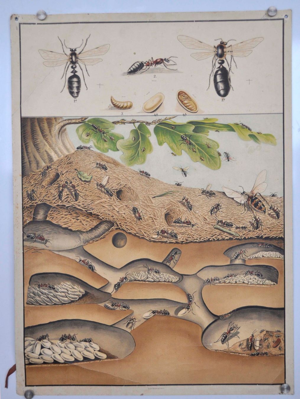 Poster & Bilder: Schulwandbild Waldameise – Gebraucht aus Härkingen von sammelbecken