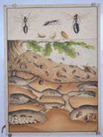 Schulwandbild Waldameise