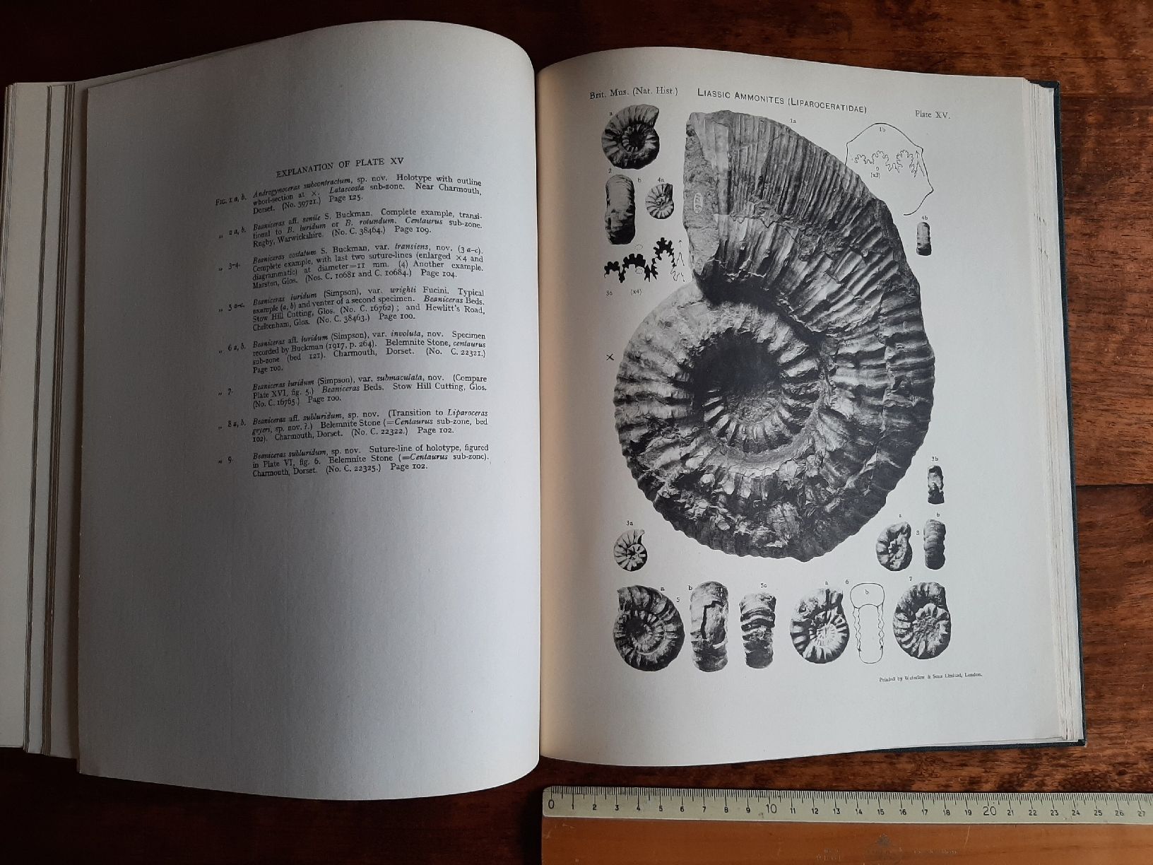 Libri: Fossilien Ammoniten Buch über Liparoceras – Usato da Rickenbach BL venduto da Oktober68 3