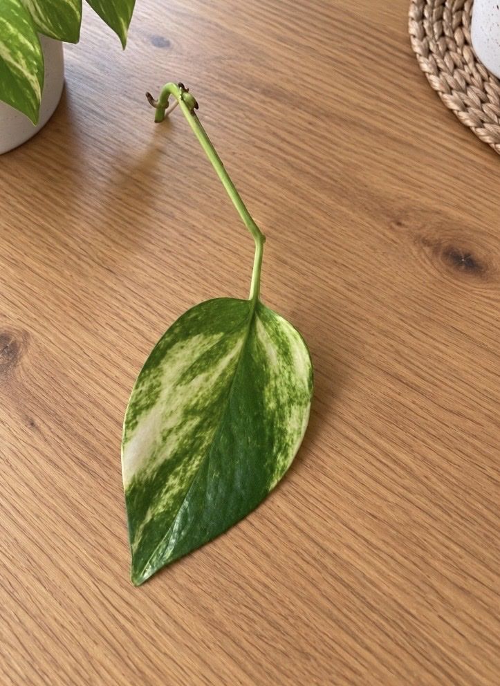 Pflanzen & Samen: Efeutute Marble Queen Ableger 🌿   – Neu (gemäss Beschreibung) aus Altdorf UR von nemio.shop 1
