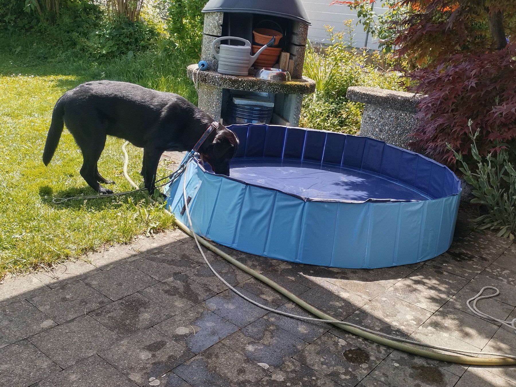 Piscine: Hundebassin – Usato da Hettlingen venduto da Sylvia24