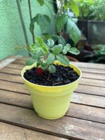 Walderdbeer-Steckling Jungpflanze