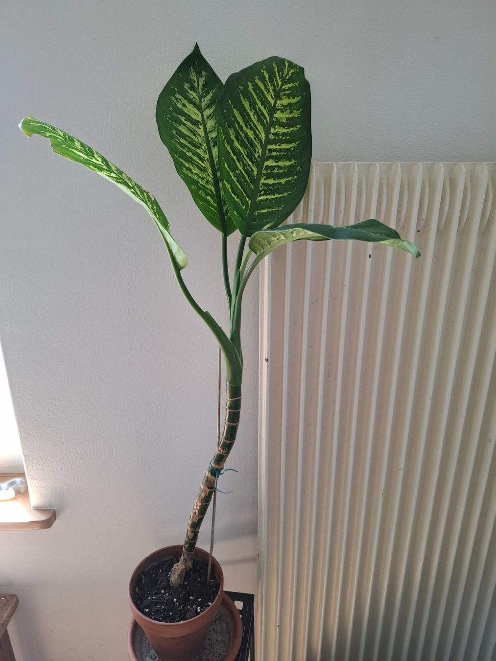 Piante & sementi: Pflanze Dieffenbachia – Usato da Zürich venduto da esap 1
