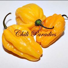 Profile image of Chili-Paradies