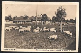 Kemptthal Maggi Schweineherde auf Weide