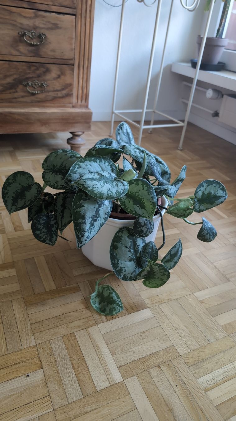 Plantes & graines: Satin Pothos – D'occasion à Wallisellen par ali_x62p
