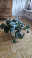 Satin Pothos