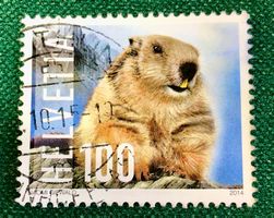 Nr.1521 mit Stempel  Alpenmurmeltier 2014  