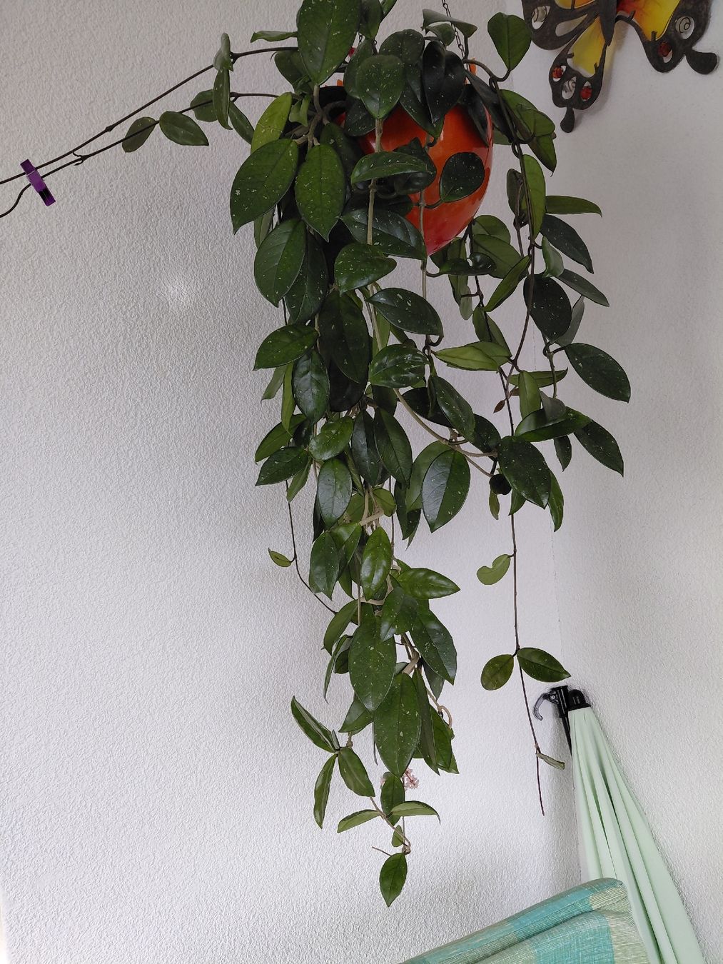Piante & sementi: zimmerpflanze hoya – Nuovo (secondo la descrizione) da Amriswil venduto da Trixi022 2