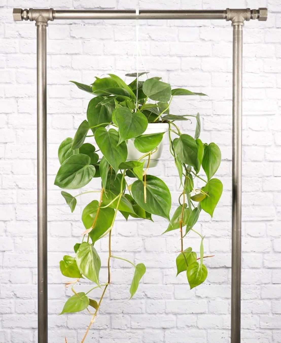Piante & sementi: Philodendron hederaceum  Lemon Lime, Steckling – Nuovo (secondo la descrizione) da Winterthur venduto da Aniger 7