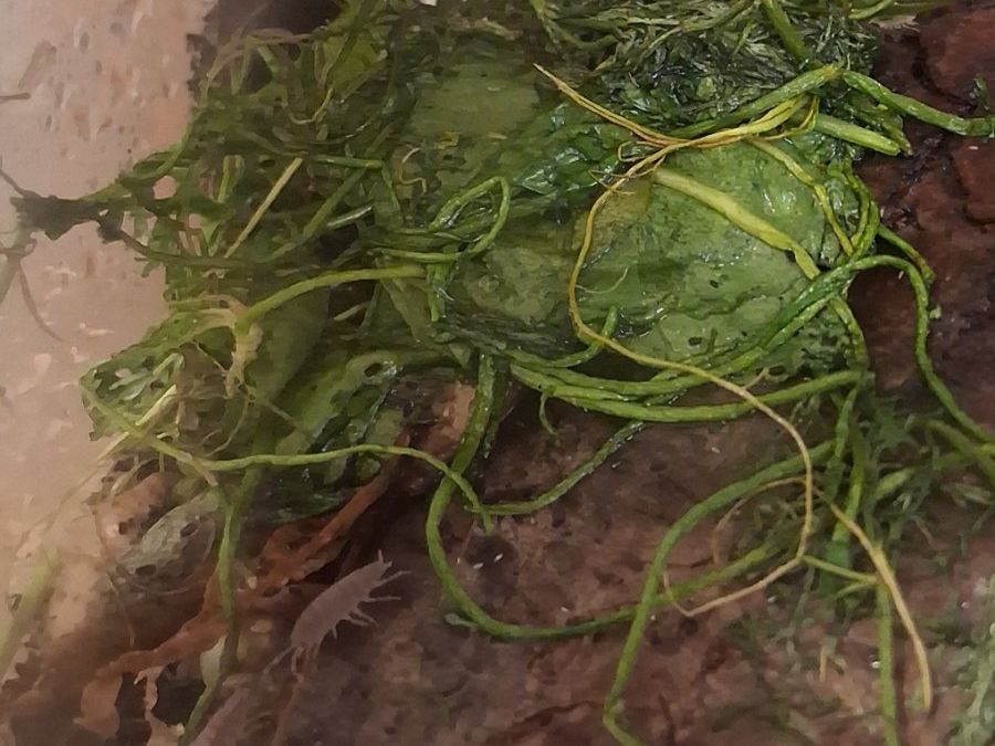 Terrario: Terrarium, 4 Stück, mit Asseln – Usato da Schüpfheim venduto da lestat04 1