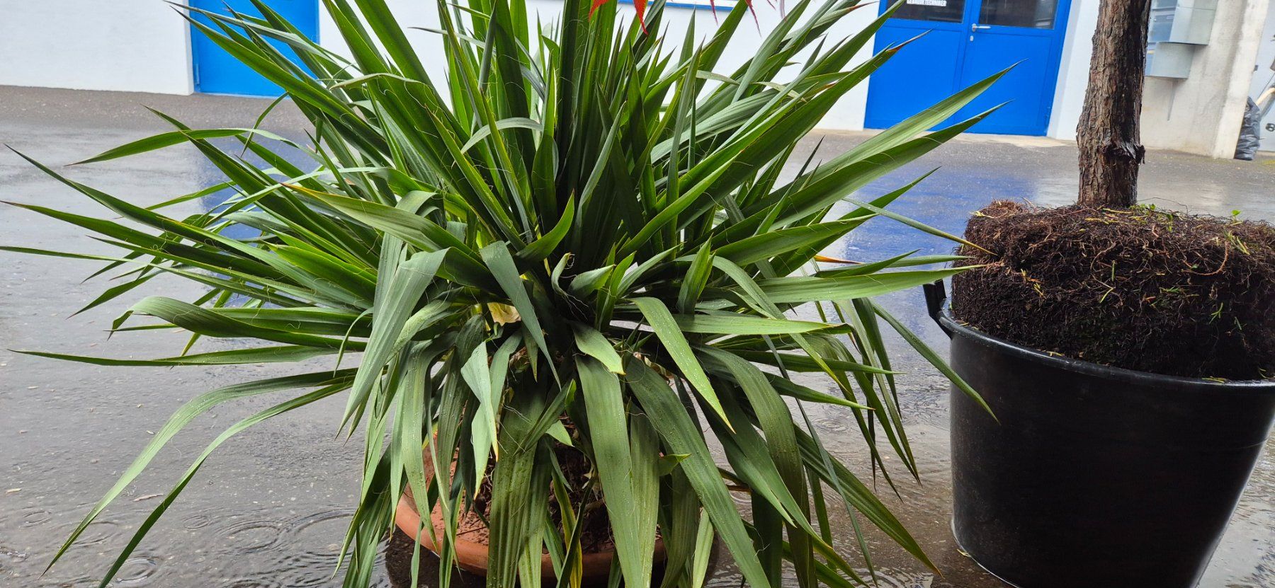 Piante & sementi: YUCCA PALMLILIE – Nuovo (secondo la descrizione) da Jona venduto da Sleon02 1