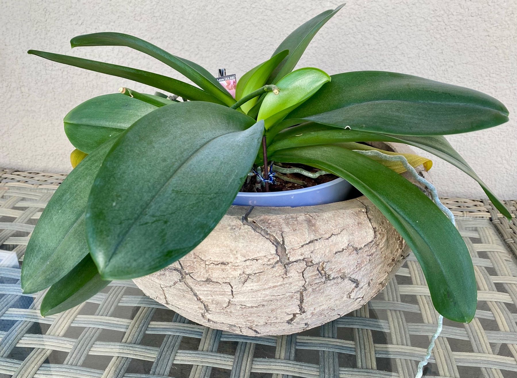 Vasi per fiori: Pflanzschale rund ca. 34x17cm – Usato da Reichenburg venduto da Noxima 1