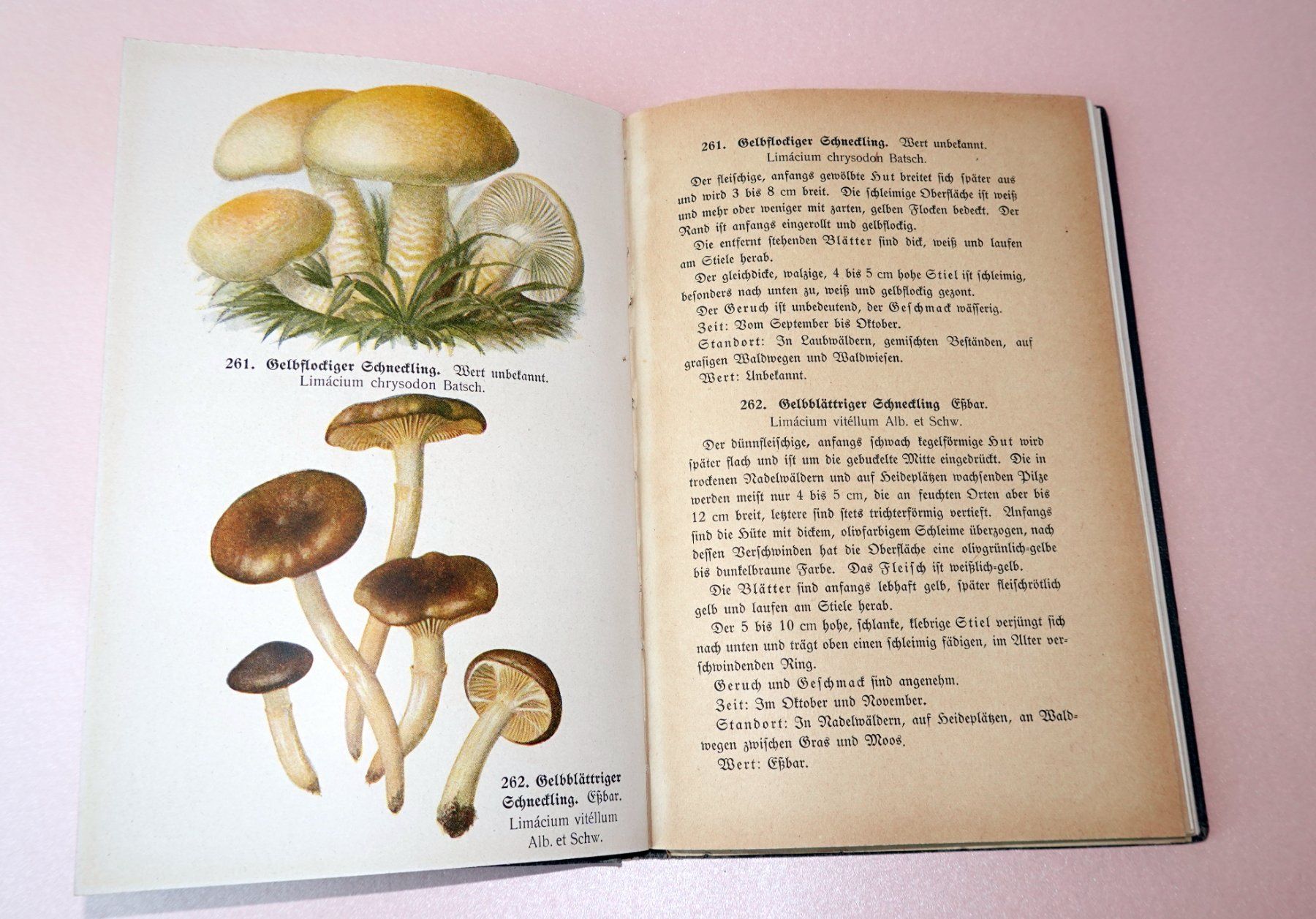Libri: Pilzbuch Antik – Usato da Brunnen venduto da brocundfloh 2