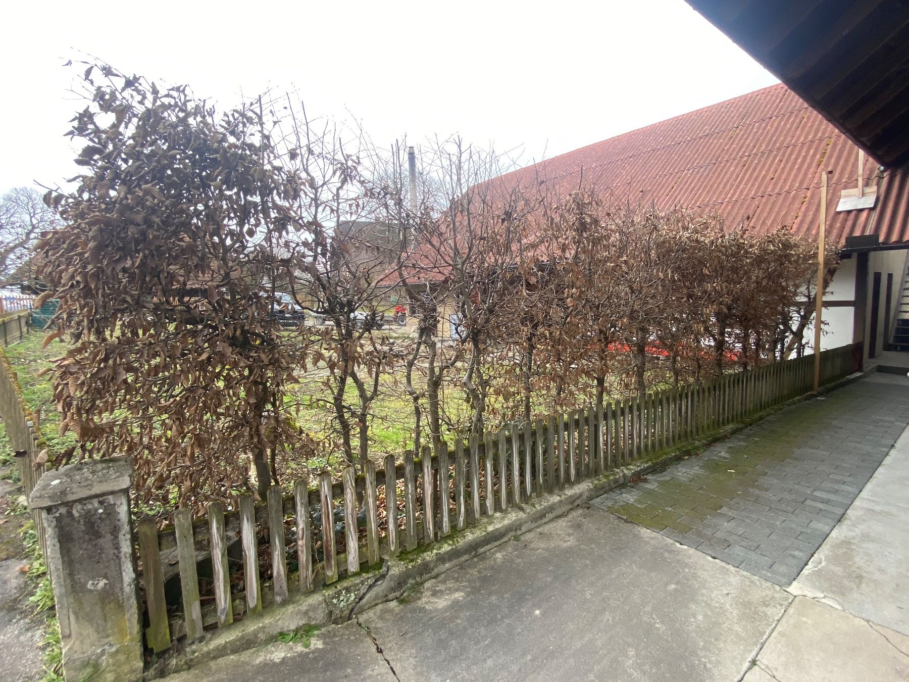 Piante & sementi: hecke / sichtschutz / buche / laub – Usato da mühleberg venduto da Nothelle 3
