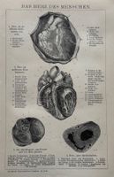Orig. Holzstich um 1895 - Herz des Menschen, Medizin