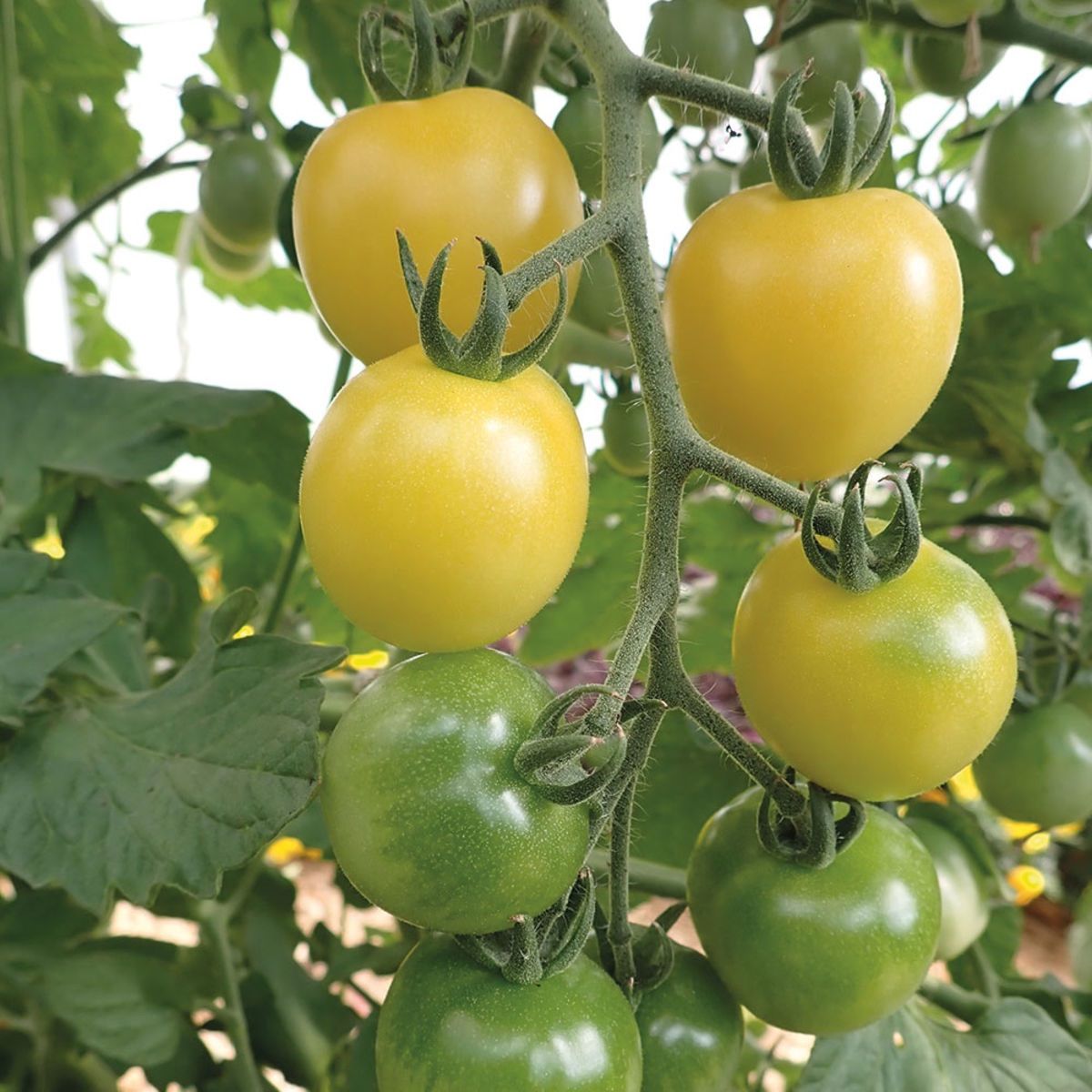 Pflanzen & Samen: 30  Samen SNOWBERRY weisse Kirschtomate – Neu (gemäss Beschreibung) aus Ehrendingen von VerveinaSamen 3