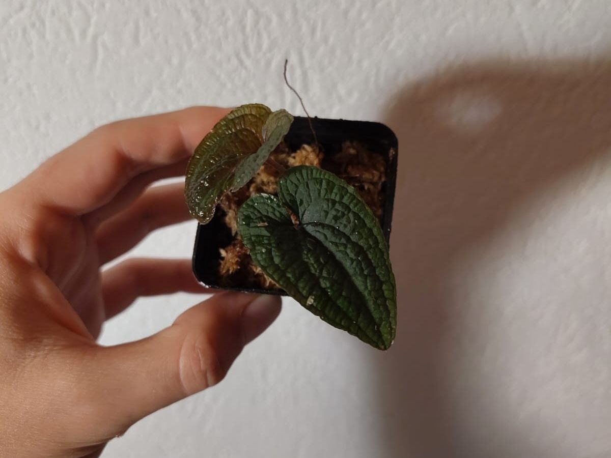 Piante & sementi: Anthurium clidemioides – Usato da Hausen AG venduto da Pflaenzlioase 1