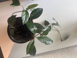 Hoya Carnosa 'Krimson Queen' Pflanze im Topf mit Flecken