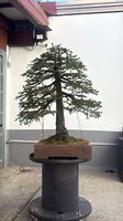 Picea abies-fichte-abete rosso bonsai