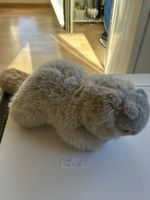 Steiff Plüschtier Biber braun mit Knopf im Ohr (2I1)